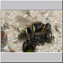 Oxybelus bipunctatus - Fliegenspiesswespe 02d 5mm Paarung mit Fliege als Opfer - OS-Wallenhorst-Tongrube-Lehmwiese.jpg